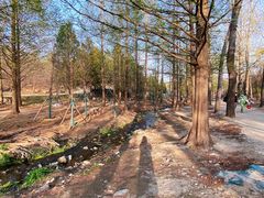 -白水寺森林公园