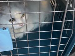 -动物缘宠物医院·骨科·猫科(西二环店)