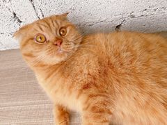 -藏猫猫咖啡主题馆(中央大道店)