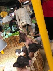 点击看大图 -七巧国萌宠乐园(龙湖天街店)