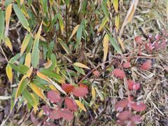 -西岭雪山大飞水景区