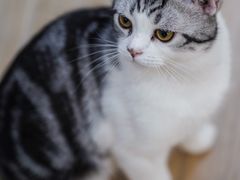 -李小姐の猫咖啡馆(五角场店)