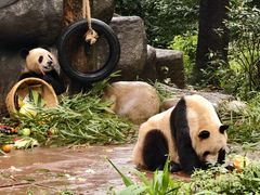 -中国大熊猫保护研究中心雅安碧峰峡基地