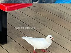 -上海海昌海洋公园