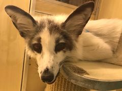 -藦茜花园宠物主题亲子互动体验馆(国顺东路店)