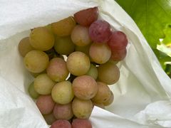 -马陆小张葡萄园农家乐