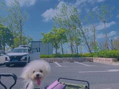 -春花秋色城市公园