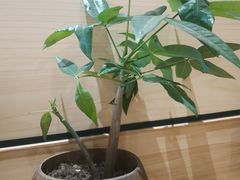 -五月甜品(中山公园店)
