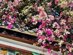 -深圳国际园林花卉博览园