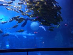 -海合安青岛极地海洋公园