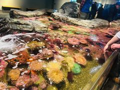 -西雅图水族馆