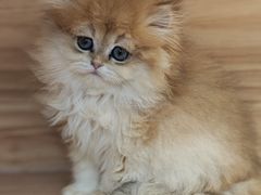 -猫十亿·布偶金渐层·曼基康矮脚猫舍(青年路店)