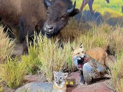 -陕西自然博物馆