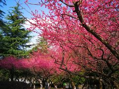 -白塘生态植物园