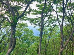-大围山国家森林公园
