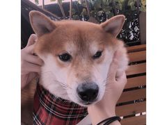 -柴犬高等学院·狗咖·柴犬售卖·宠物训练