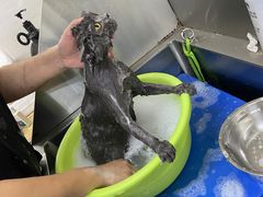 -瑞派动物医院·猫专科·至诚(江南中分院)