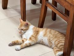 -上海特色小笼店(铁岭路90弄小区店)