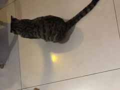 -平行世界·猫咖(首经贸店)