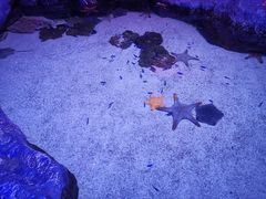 -暹罗海洋世界