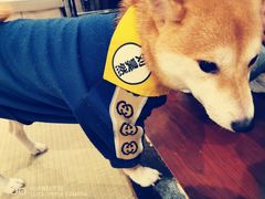 -逗柴咖啡屋·狗咖猫咖宠物桌游