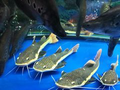 -大明湖海底世界