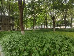 -紫金山山顶公园