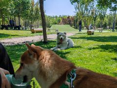 -爪吧宠物乐园 (温榆河示范区店)