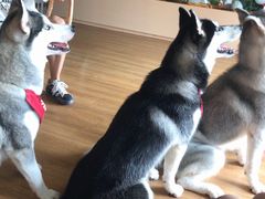 -Husky Go! 哈士奇体验馆·宠物咖啡厅狗咖