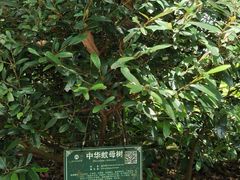 -广西壮族自治区药用植物园