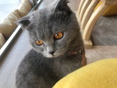 -藏猫猫咖啡主题馆(中央大道店)