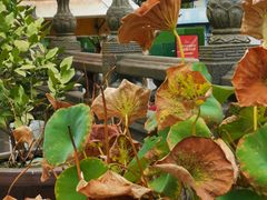 -莲心素食茶艺馆(章华寺店)