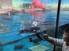 -海合安武汉极地海洋公园