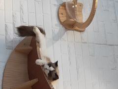 -momokira米努特·德文卷毛猫·棉花面纱犬