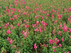 -广州市流溪河国家森林公园