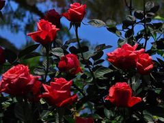 -人民公园(罗湖区)