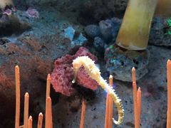 -暹罗海洋世界