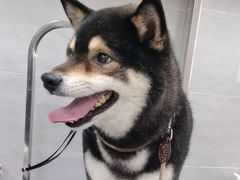 -宠福鑫康馨动物医院·骨科·眼科