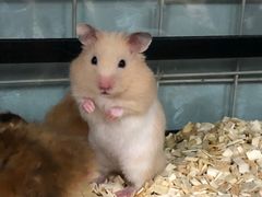-钓仓鼠(洋桥北里小区店)