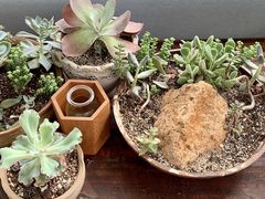 -北马山庄植趣咖啡