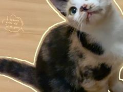 -伟伟宠物医院·CT影像中心·瑞派犬猫综合性门诊(汉口总院)