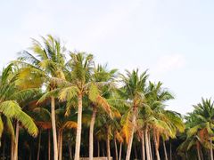 -东郊椰林