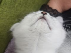 -艾贝尔宠物医院·24H转诊中心·肿瘤猫专科(江宁双龙店)