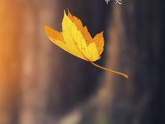 -桂满陇·蟹黄小笼汤包(中山公园店)