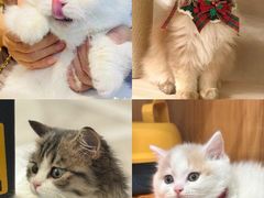 -欣宠猫屋·矮脚拿破仑·蓝金金渐层