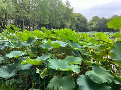 -陈家山荷花公园