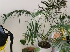 -五进制 Coffee Shop