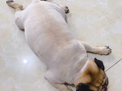 -安安宠物医院(情缘分院)