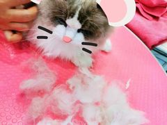 -70cat德文卷毛猫·缅因猫纯种猫舍
