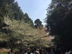 -武汉大学-樱园